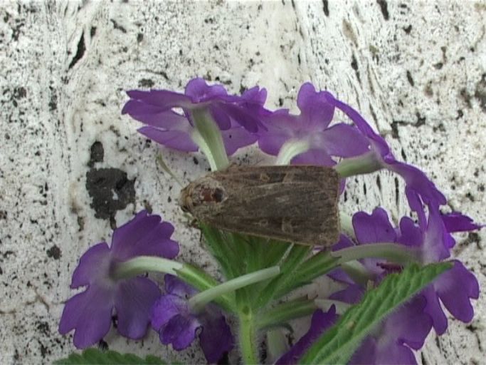 Mondfleck-Herbsteule ( Omphaloscelis lunosa ) : Moers, in unserem Garten, 26.09.2006